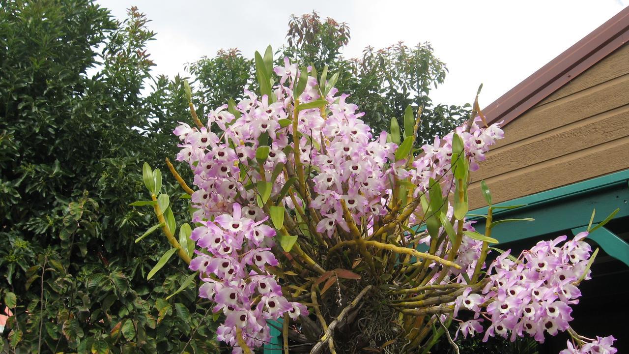 Les Agapanthes Le Tampon Exterior foto