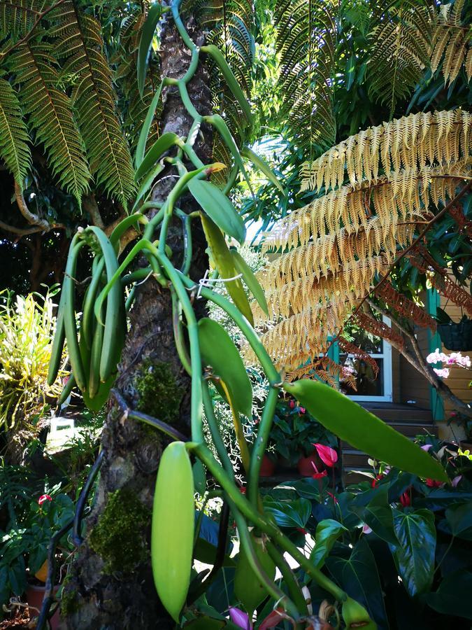 Les Agapanthes Le Tampon Exterior foto
