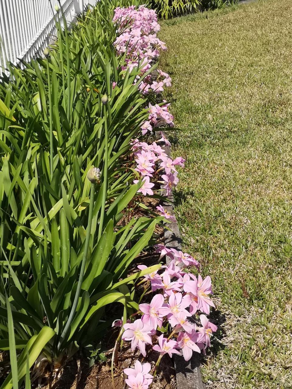 Les Agapanthes Le Tampon Exterior foto